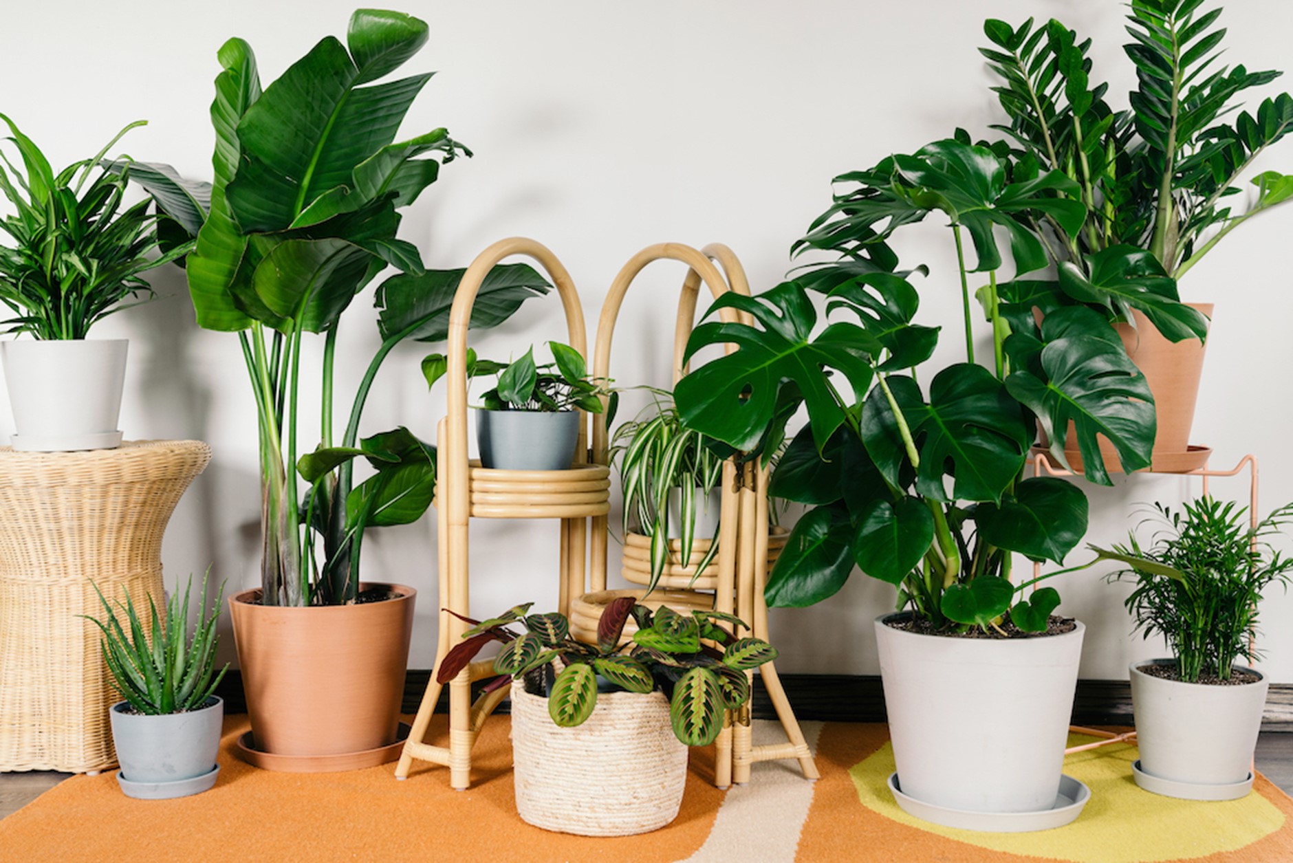 Large indoor plants