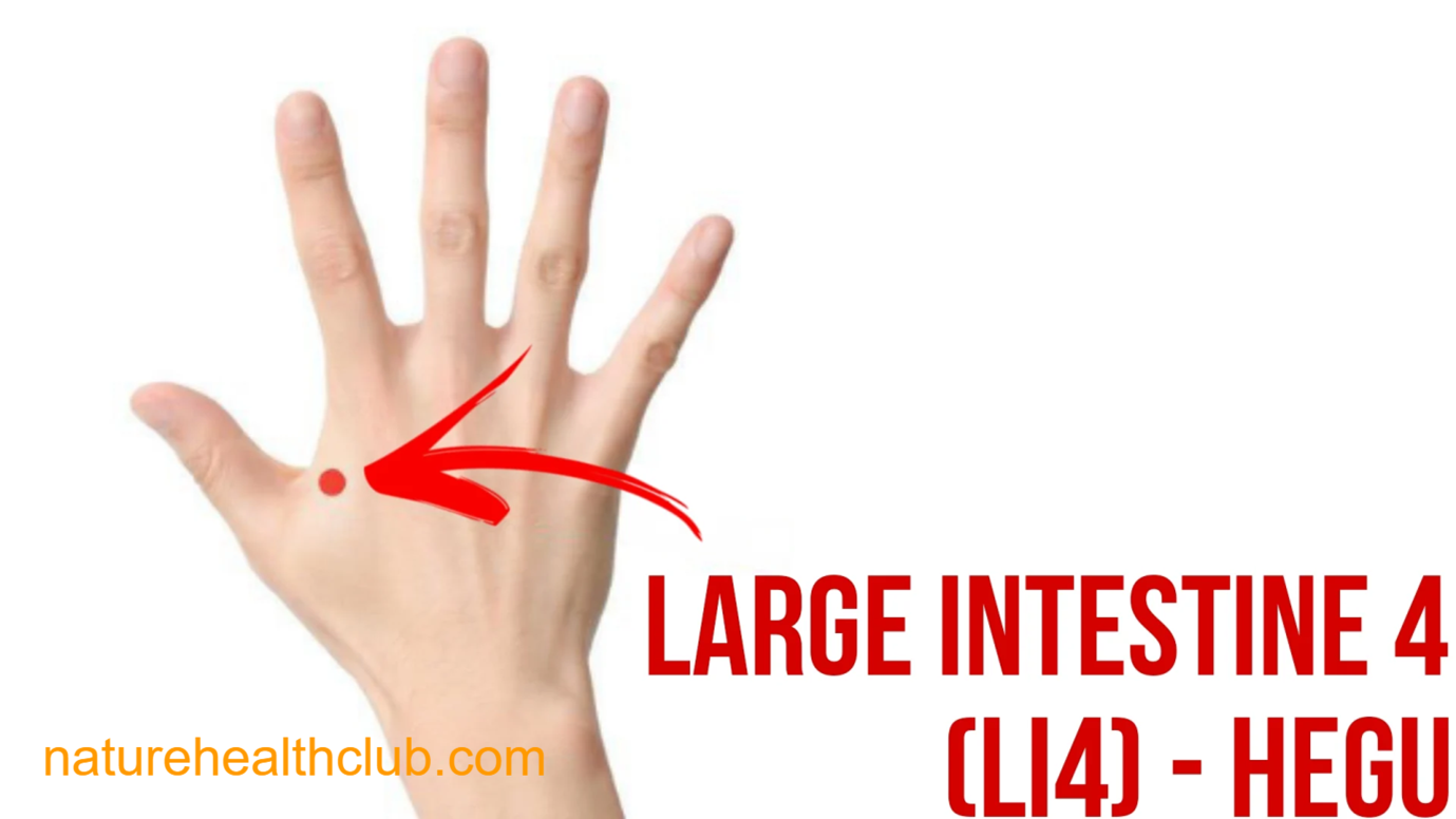 large intestine LI4 acupressure point