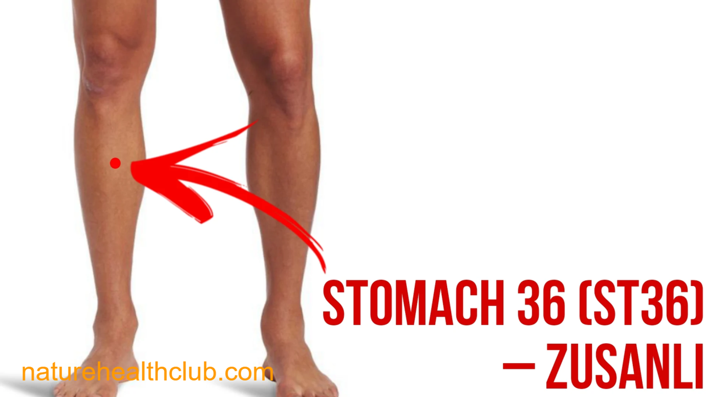 Stomach 36 acupressure point