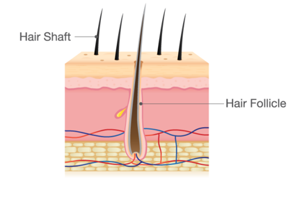 Hair follicle