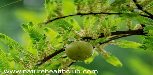 Amla for hair and skin care