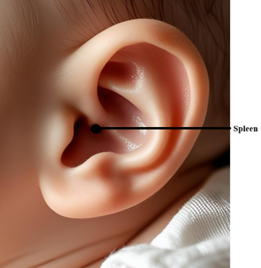 Spleen point