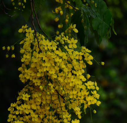 Golden shower Flowes